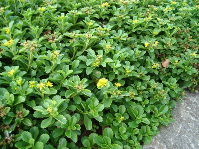 Picture of Sedum kamtschaticum  Kamschatka Stonecrop