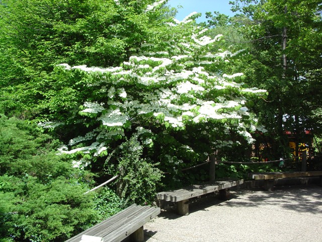 Picture of Viburnum plicatum f. tomentosum 'Shasta' Shasta Doublefile Viburnum