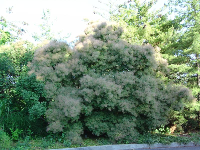 Picture of Cotinus coggygria  Smoketree or Smokebush