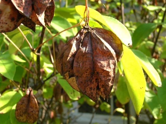 Picture of Staphylea trifolia  American Bladdernut