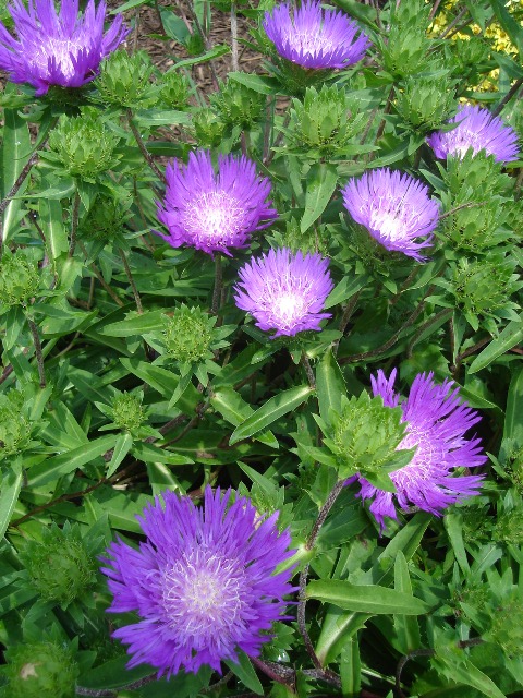 Picture of Stokesia laevis 'Purple Parasols' Purple Parasols Stokes Aster