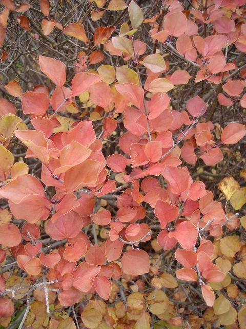 Picture of Syringa meyeri 'Palibin' Dwarf Korean Lilac