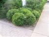 Photo of Genus=Buxus&Species=&Common=Northern Charm Boxwood&Cultivar='Northern Charm'�