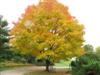 Photo of Genus=Acer&Species=saccharum&Common=Green Mountain Sugar Maple&Cultivar='Green Mountain'�