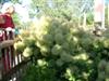 Photo of Genus=Cotinus&Species=coggygria&Common=Daydream Smokebush&Cultivar='Daydream'