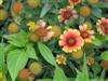 Photo of Genus=Gaillardia&Species=grandiflora&Common=Blanket Flower&Cultivar=