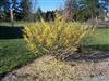 Photo of Genus=Hamamelis&Species=x intermedia&Common=Arnold Promise Witchhazel&Cultivar='Arnold Promise'