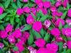 Photo of Genus=Impatiens&Species=&Common=Fanfare� Fuchsia Trailing Impatiens&Cultivar='Fanfare� Fuchsia Trailing'