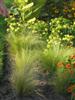 Photo of Genus=Nassella&Species=tenuissima&Common=Mexican Hair Grass, Pony Tails&Cultivar=Pony Tails�