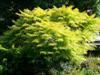 Photo of Genus=Rhus&Species=typhina&Common=Tiger Eyes Sumac&Cultivar='Bailtiger' Tiger Eyes�