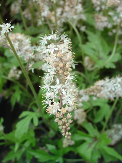 Picture of Tiarella cordifolia  Foamflower