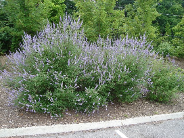 Picture of Vitex agnus-castus  Chastetree