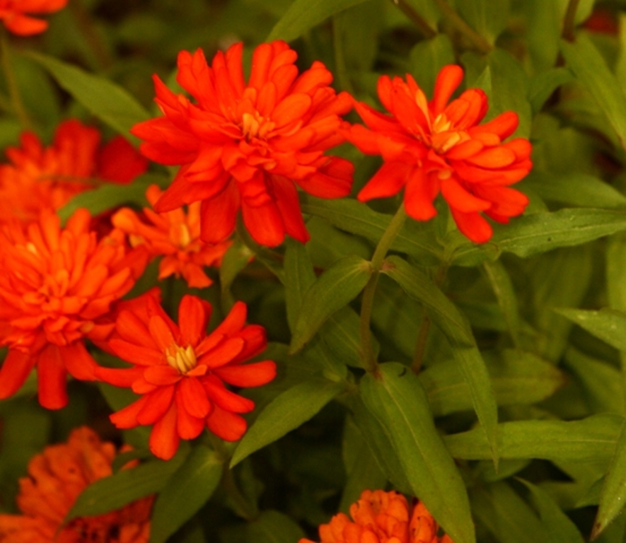 Picture of Zinnia  'Zahara� Double Fire' Zahara� Double Fire Zinnia