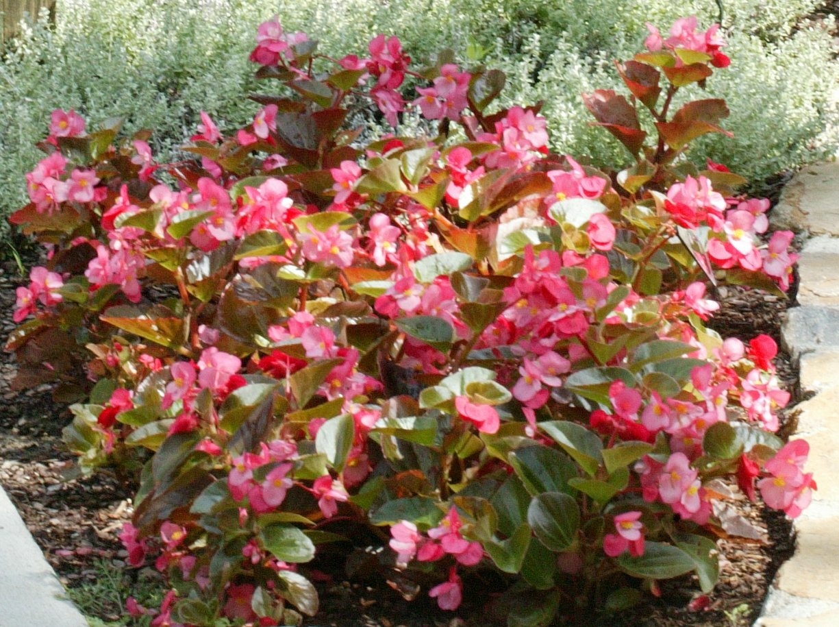 Picture of Begonia  Big� Rose with Bronze Leaf 