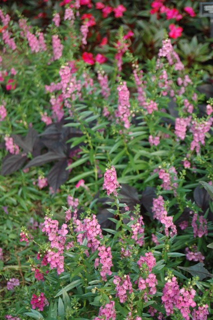 Picture of Angelonia angustifolia AngelMist� Rose Dark Improved 
