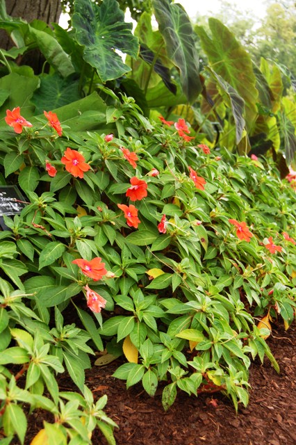 Picture of Impatiens walleriana 'Fanfare� Orange Trailing' Fanfare� Orange Trailing