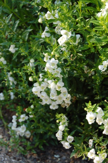 Picture of Portulaca oleracea Rio Apricot Moss Rose Rio Apricot Moss Rose