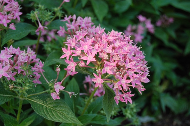 Picture of Pentas lanceolata Graffiti Pink Star-Cluster Graffiti Pink Star-Cluster