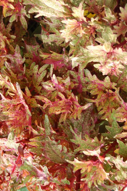 Picture of Solenostemon scutellarioides Limon Blush Coleus Limon Blush Coleus