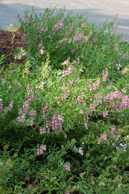Picture of Angelonia angustifolia Serena� Lavender Pink 