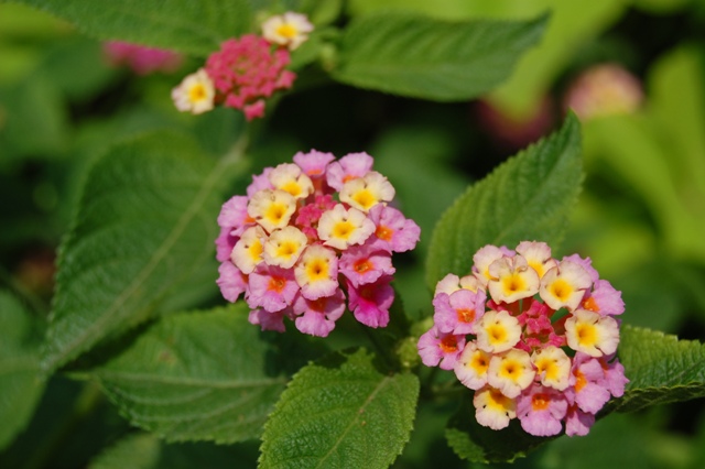 Picture of Lantana camara Athens Rose 