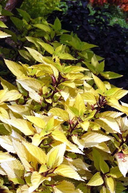 Picture of Solenostemon scutellarioides 'Pineapple' Coleus
