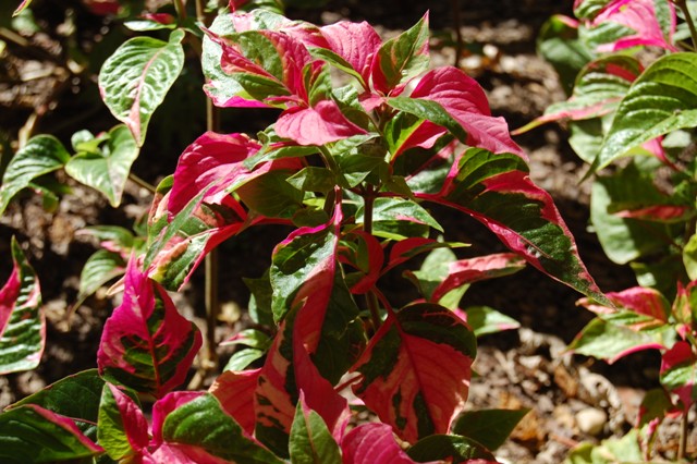 Picture of Alternanthera  'Partytime' Josephs Coat Party Time Josephs Coat