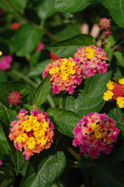 Picture of Lantana camara Landmark Rose Sunrise 