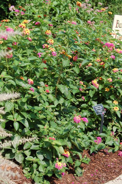 Picture of Lantana camara Landmark Rose Sunrise 