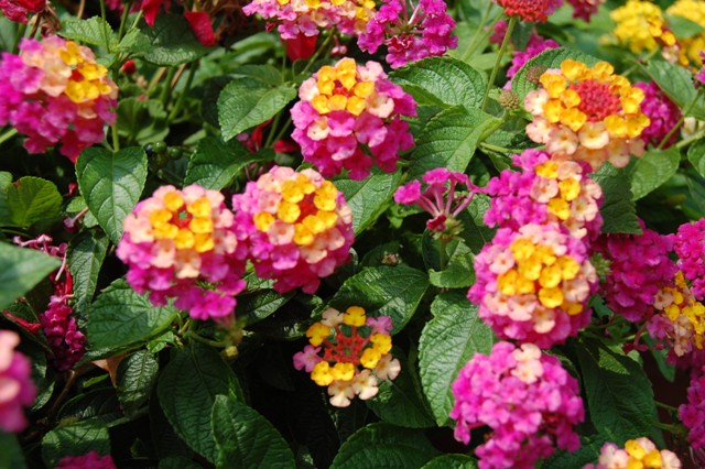 Picture of Lantana camara Landmark Rose Sunrise 