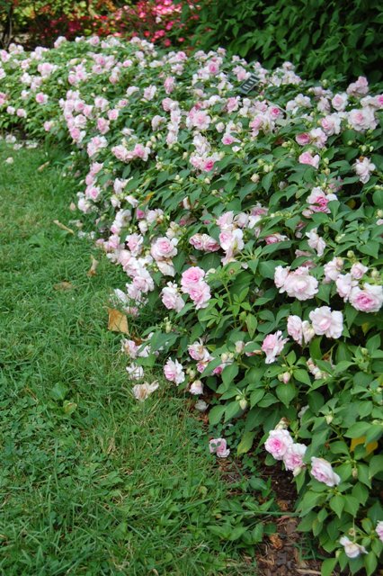 Picture of Impatiens walleriana 'Fiesta Appleblossom' 'Fiesta Appleblossom'