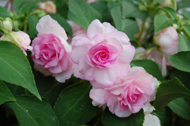 Picture of Impatiens walleriana 'Fiesta Appleblossom' 'Fiesta Appleblossom'