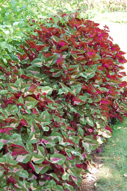 Picture of Perilla frutescens 'Magilla Purple' 'Magilla Purple'