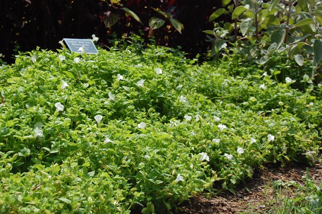 Picture of Torenia  Catalina� White Linen Catalina White Linen Wishbone Flower