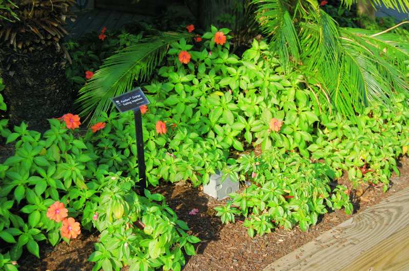 Picture of Impatiens walleriana 'Fanfare� Orange Trailing' Fanfare� Orange Trailing