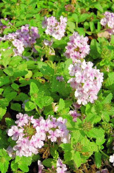 Picture of Verbena hybrid Superbena� Pink Parfait Verbena Superbena Pink Parfait