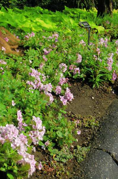 Picture of Verbena hybrid Superbena� Pink Parfait Verbena Superbena Pink Parfait