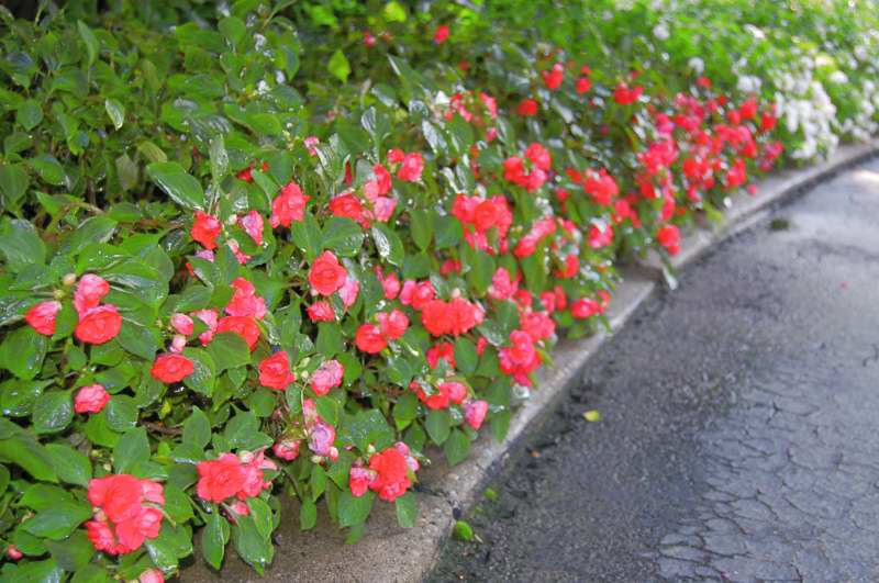 Picture of Impatiens walleriana Rockapulco Dark Orange Double Impatiens