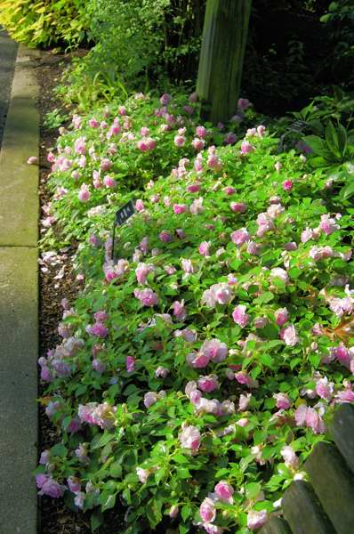 Picture of Impatiens walleriana 'Fiesta Appleblossom' 'Fiesta Appleblossom'