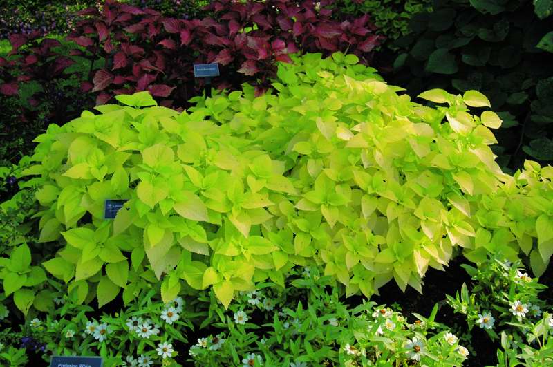 Picture of Solenostemon scutellarioides 'Colorblaze� Life Lime' Colorblaze� Life Lime Coleus