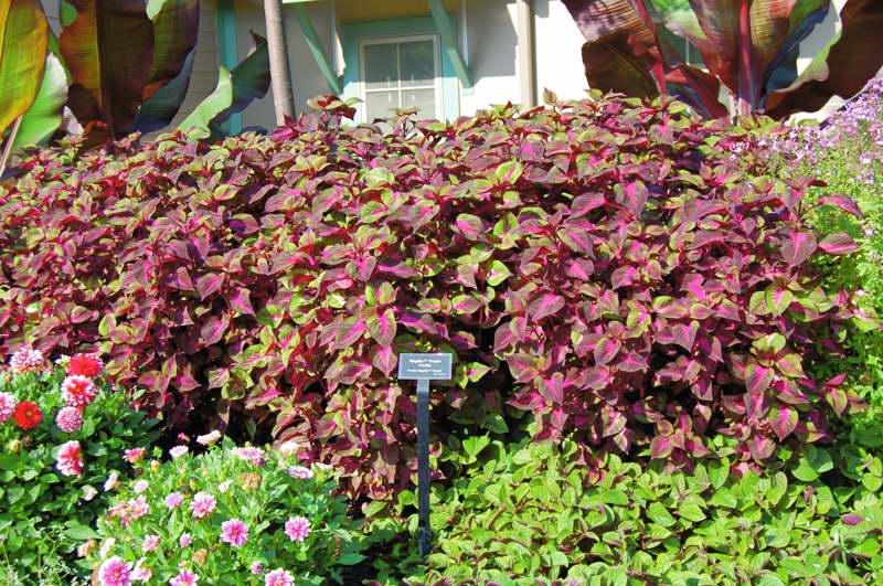 Picture of Perilla frutescens 'Magilla Purple' 'Magilla Purple'