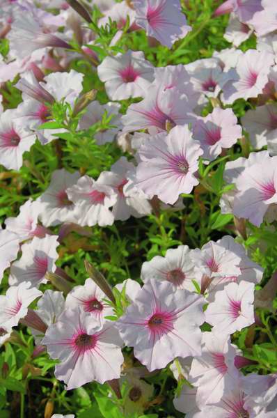 Picture of Petunia Supertunia� Vista Silverberry