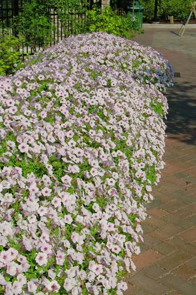 Picture of Petunia Supertunia� Vista Silverberry